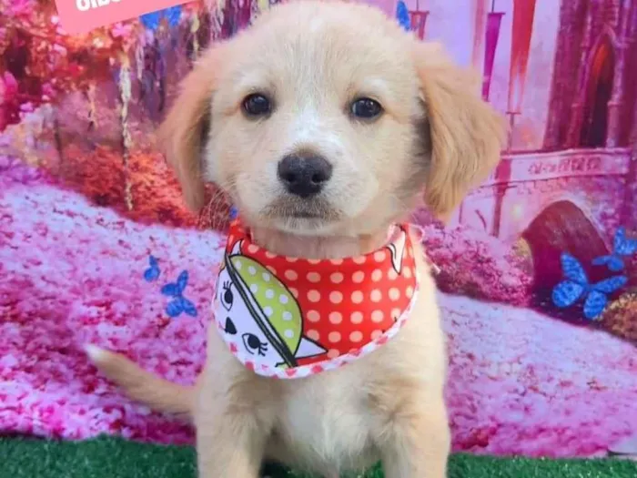 Cachorro raça SRD-ViraLata idade 2 a 6 meses nome Nono 