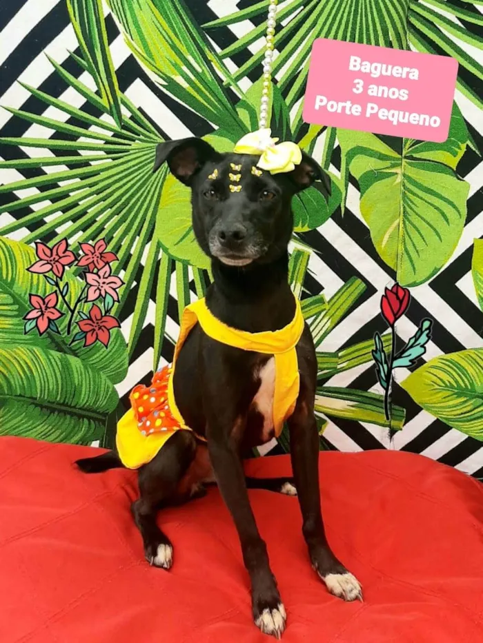 Cachorro raça SRD-ViraLata idade 3 anos nome Baguera 