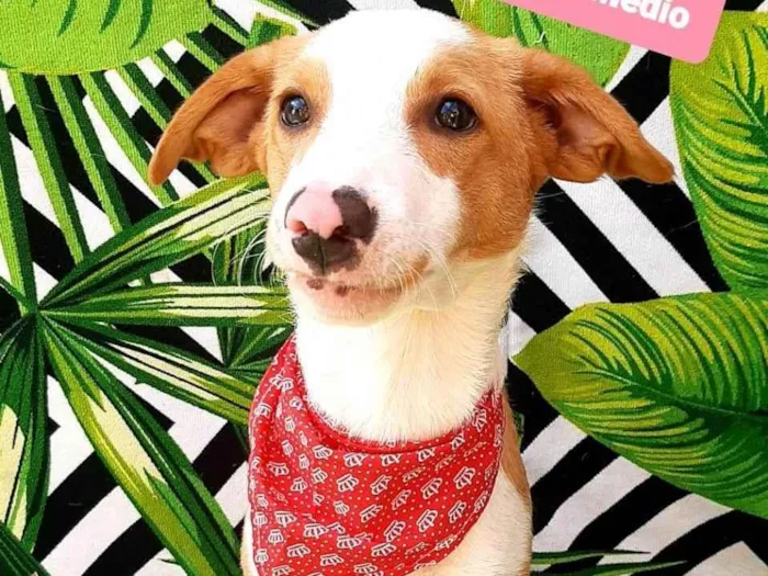 Cachorro raça SRD-ViraLata idade 2 a 6 meses nome Saruê