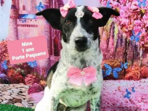 Cachorro raça SRD-ViraLata idade 1 ano nome Nina