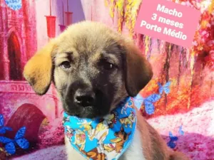 Cachorro raça SRD-ViraLata idade 2 a 6 meses nome Matteo