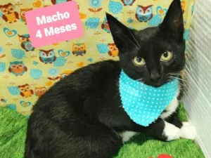 Gato raça SRD-ViraLata idade 2 a 6 meses nome Felix