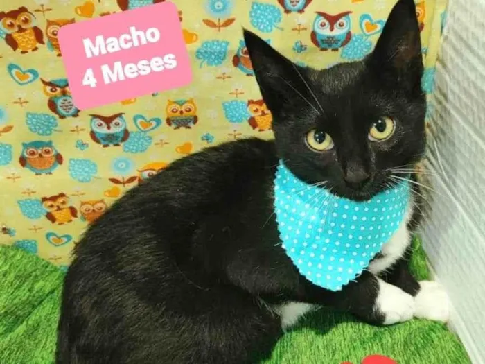 Gato raça SRD-ViraLata idade 2 a 6 meses nome Felix