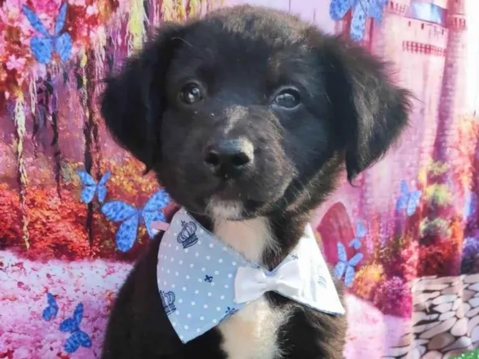 Cachorro raça SRD-ViraLata idade 2 a 6 meses nome Zeca