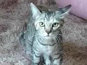 Gato raça SRD-ViraLata idade 7 a 11 meses nome LUANA