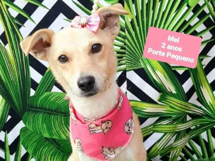 Cachorro raça SRD-ViraLata idade 2 anos nome Mel 