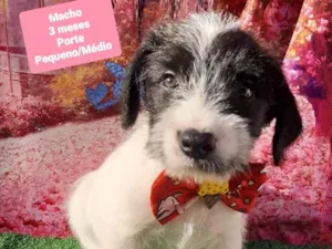 Cachorro raça SRD-ViraLata idade 2 a 6 meses nome Cris
