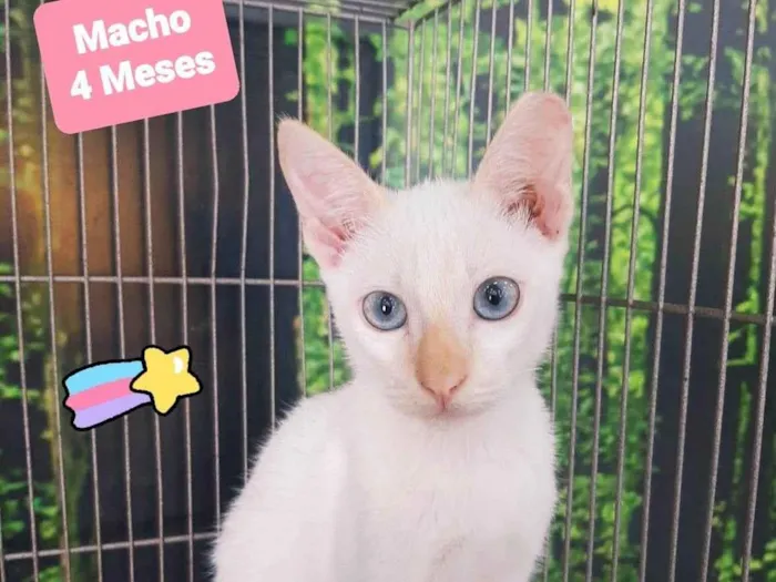 Gato raça SRD-ViraLata idade 2 a 6 meses nome White 