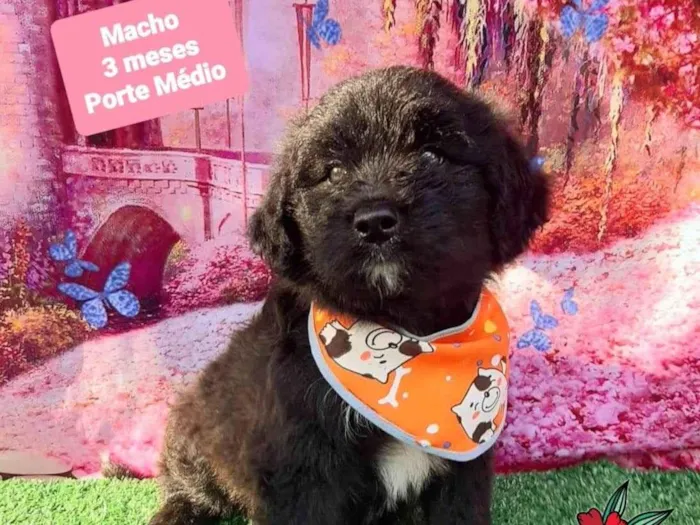 Cachorro raça SRD-ViraLata idade 2 a 6 meses nome Dico