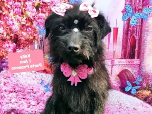 Cachorro raça SRD-ViraLata idade 1 ano nome Keity