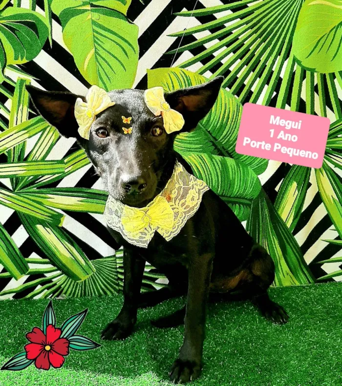 Cachorro raça SRD-ViraLata idade 1 ano nome Megui pretinha