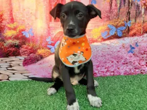 Cachorro raça SRD-ViraLata idade 2 a 6 meses nome Batatinha 