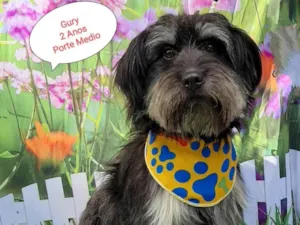 Cachorro raça SRD-ViraLata idade 2 anos nome Gury