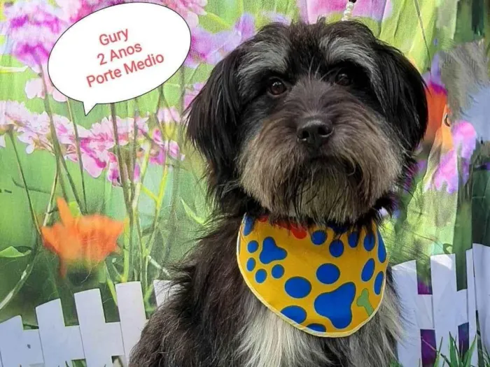 Cachorro raça SRD-ViraLata idade 2 anos nome Gury