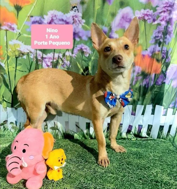 Cachorro raça SRD-ViraLata idade 1 ano nome Nino