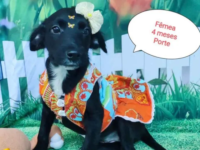 Cachorro raça SRD-ViraLata idade 2 a 6 meses nome Yas