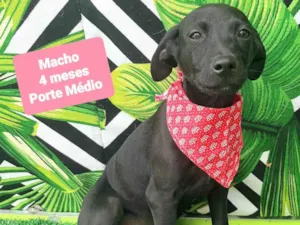 Cachorro raça SRD-ViraLata idade 2 a 6 meses nome Thy