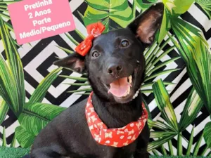 Cachorro raça SRD-ViraLata idade 1 ano nome Pretinha