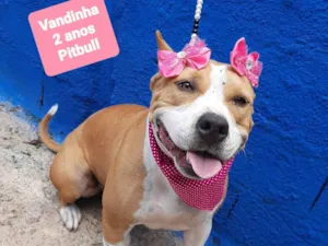 Cachorro raça Pit-Bull idade 2 anos nome Vandinha
