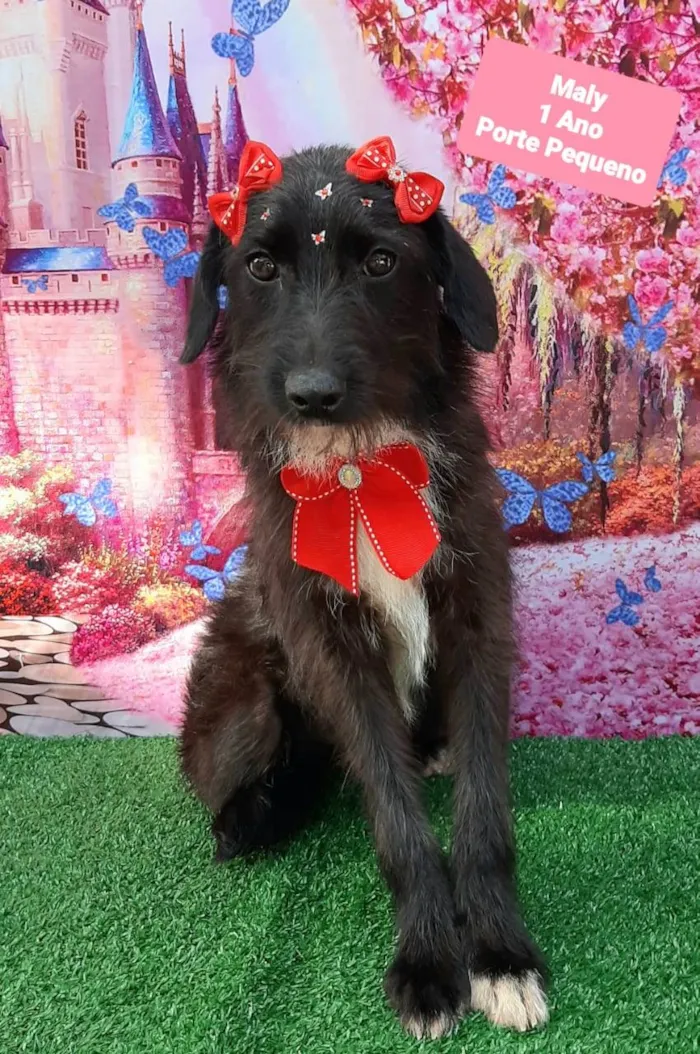 Cachorro raça SRD-ViraLata idade 1 ano nome Maly