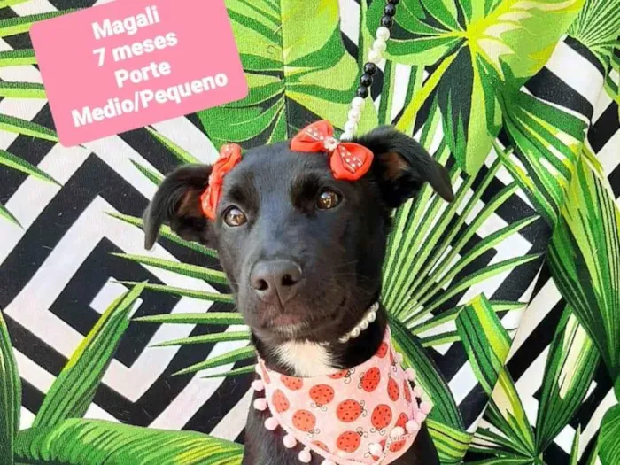 Cachorro raça SRD-ViraLata idade 7 a 11 meses nome Magali