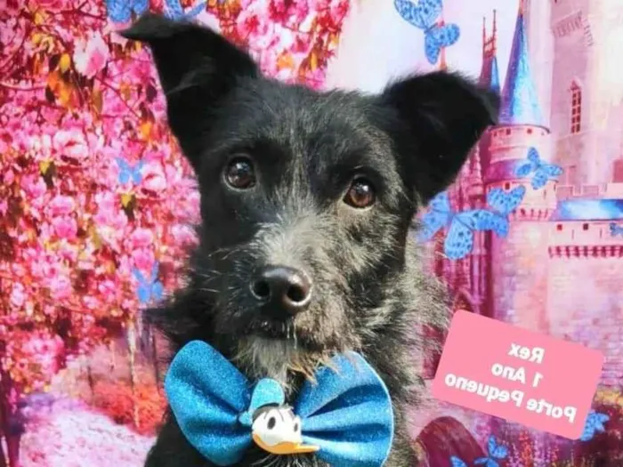 Cachorro raça SRD-ViraLata idade 1 ano nome Rex