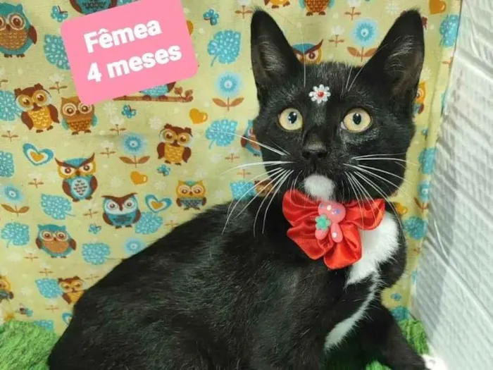 Gato raça SRD-ViraLata idade 2 a 6 meses nome Miah