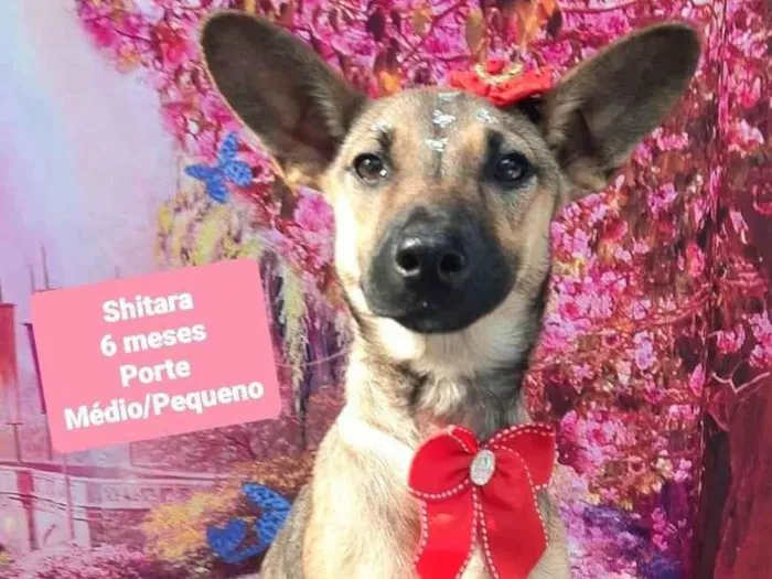 Cachorro raça SRD-ViraLata idade 2 a 6 meses nome Shitara