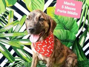 Cachorro raça SRD-ViraLata idade 2 a 6 meses nome Tiaguinho