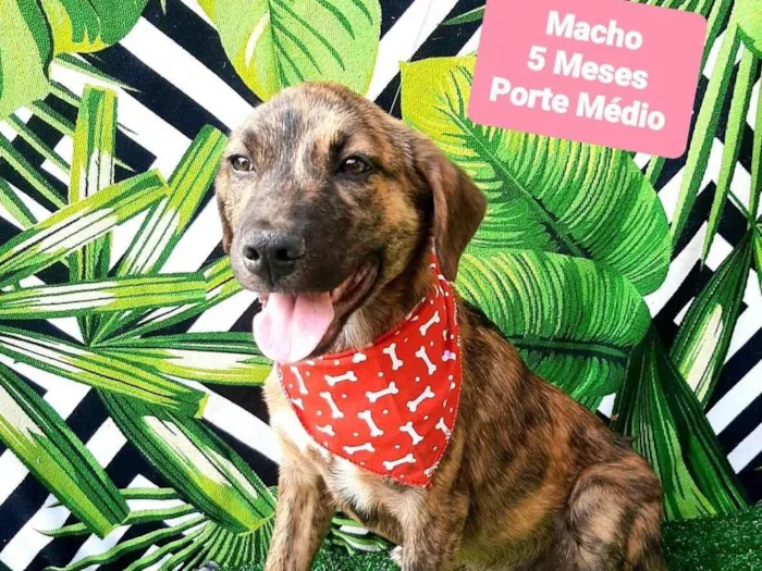 Cachorro raça SRD-ViraLata idade 2 a 6 meses nome Tiaguinho