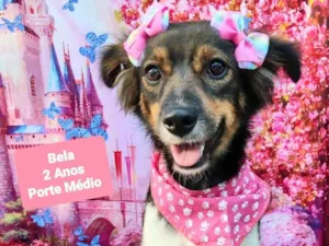 Cachorro raça SRD-ViraLata idade 2 anos nome Bela