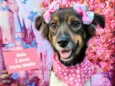 Cachorro raça SRD-ViraLata idade 2 anos nome Bela