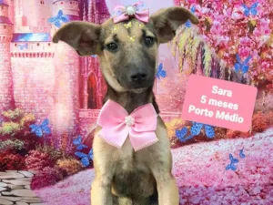 Cachorro raça SRD-ViraLata idade 2 a 6 meses nome Sara