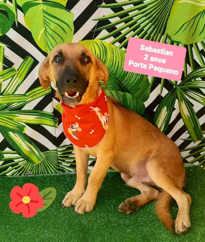 Cachorro ra a SRD-ViraLata idade 2 anos nome Sebastian