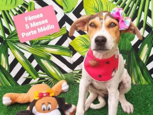 Cachorro raça SRD-ViraLata idade 2 a 6 meses nome Megui