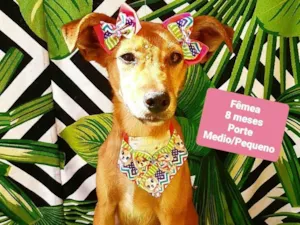 Cachorro raça SRD-ViraLata idade 7 a 11 meses nome Filomena 