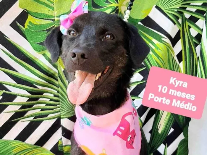 Cachorro raça SRD-ViraLata idade 7 a 11 meses nome Kyra