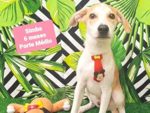 Cachorro raça SRD-ViraLata idade 2 a 6 meses nome Simba