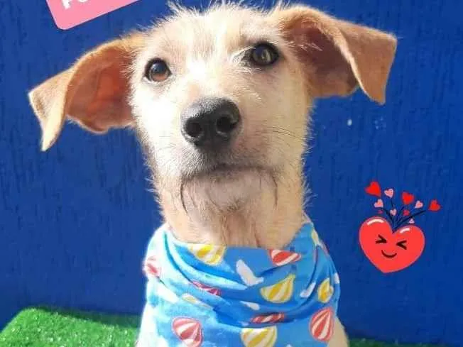 Cachorro raça SRD-ViraLata idade 1 ano nome Cascao