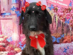 Cachorro raça SRD-ViraLata idade 1 ano nome Maly