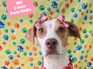 Cachorro raça SRD-ViraLata idade 2 anos nome Mel
