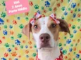 Cachorro raça SRD-ViraLata idade 2 anos nome Mel