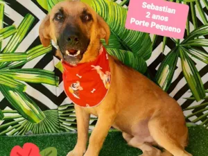 Cachorro raça SRD-ViraLata idade 2 anos nome Sebastian