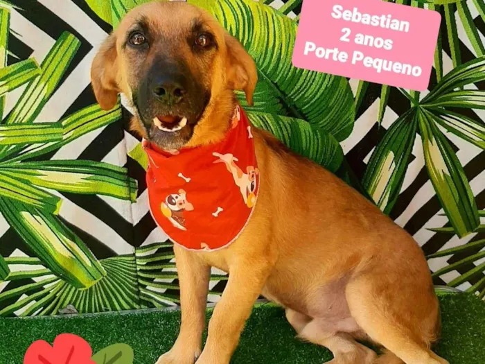 Cachorro ra a SRD-ViraLata idade 2 anos nome Sebastian