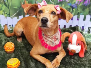 Cachorro raça SRD-ViraLata idade 6 ou mais anos nome Nina