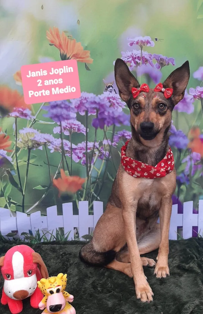 Cachorro raça SRD-ViraLata idade 2 anos nome Janis joplin
