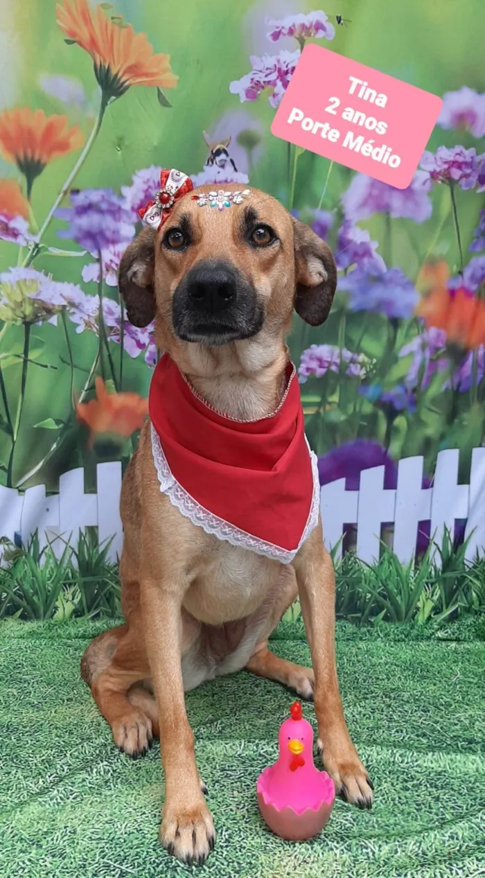Cachorro raça SRD-ViraLata idade 2 anos nome Tina