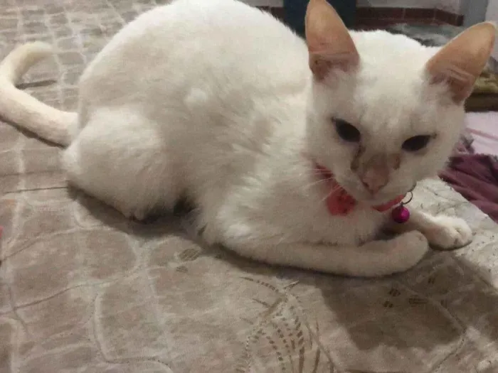 Gato ra a SRD-ViraLata idade 2 anos nome Esmeralda