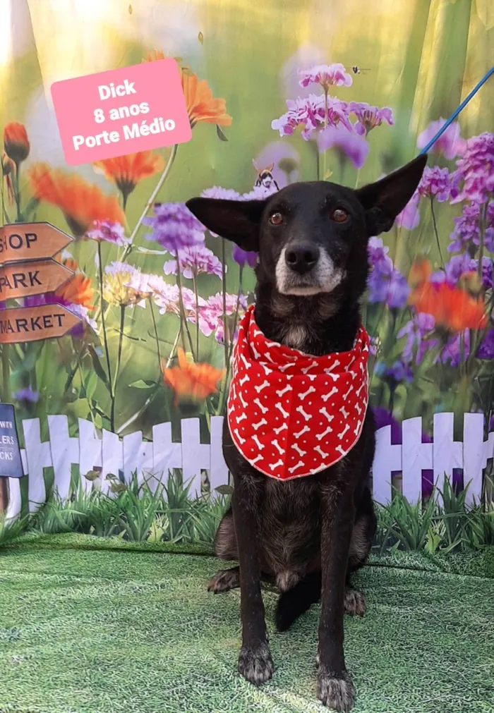 Cachorro raça SRD-ViraLata idade 6 ou mais anos nome Dick