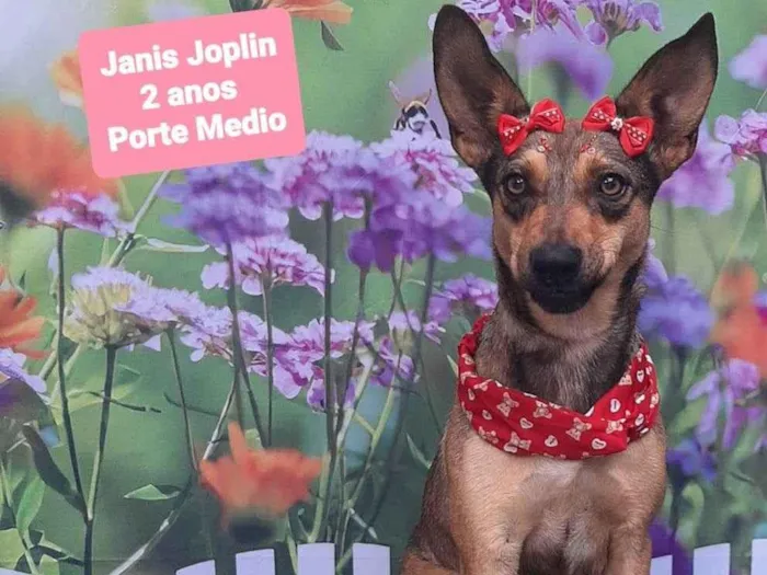 Cachorro raça SRD-ViraLata idade 2 anos nome Janis joplin
